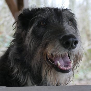 "Keith"Deerhound (reu 2016)
